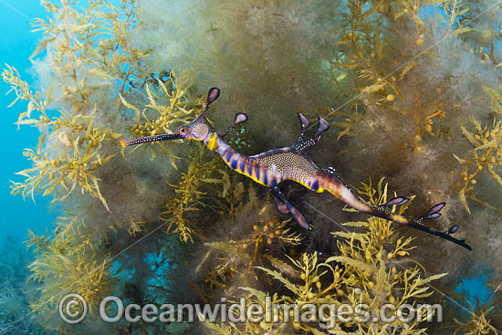 Weedy Seadragon photo