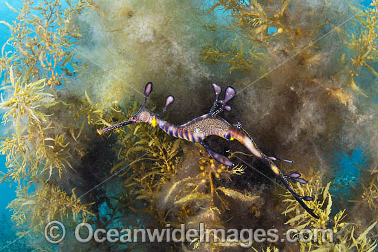 Weedy Seadragon photo Weedy Seadragon photo