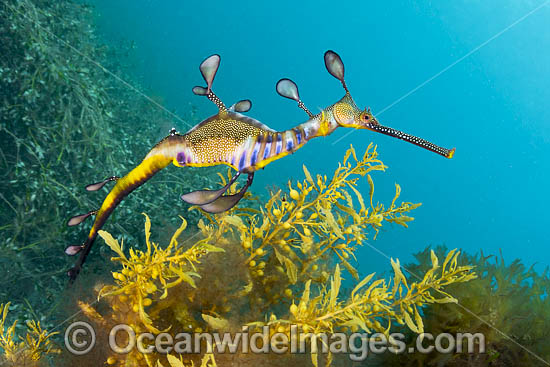 Weedy Seadragon photo Weedy Seadragon photo