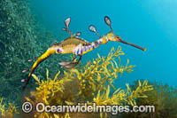 Weedy Seadragon Photo - Gary Bell