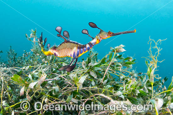 Weedy Seadragon photo