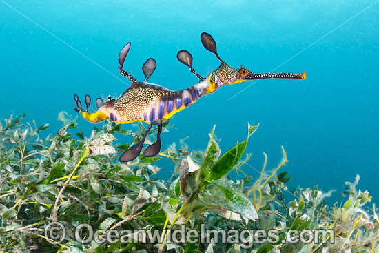 Weedy Seadragon photo