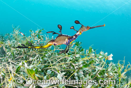 Weedy Seadragon photo Weedy Seadragon photo