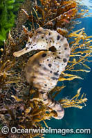 Southern Pot-belly Seahorse Photo - Gary Bell