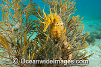 Southern Pot-belly Seahorse Photo - Gary Bell