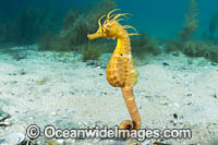 Southern Pot-belly Seahorse Photo - Gary Bell