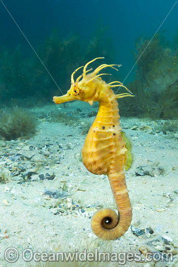 Southern Pot-belly Seahorse photo Southern Pot-belly Seahorse photo
