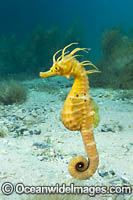 Southern Pot-belly Seahorse Photo - Gary Bell