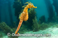 Southern Pot-belly Seahorse Photo - Gary Bell