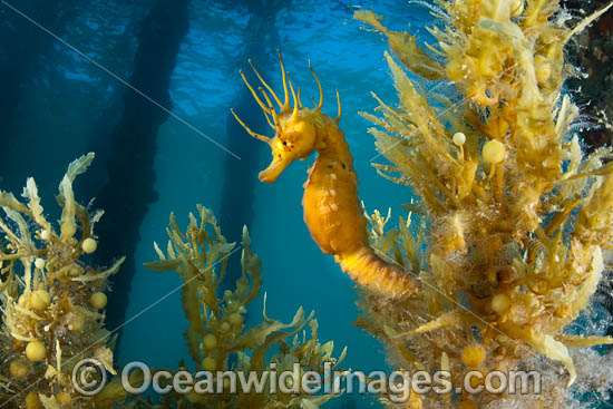 Southern Pot-belly Seahorse photo Southern Pot-belly Seahorse photo