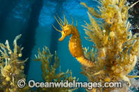 Southern Pot-belly Seahorse Photo - Gary Bell