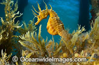 Southern Pot-belly Seahorse Photo - Gary Bell