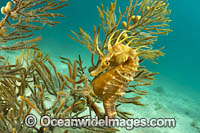 Southern Pot-belly Seahorse Photo - Gary Bell