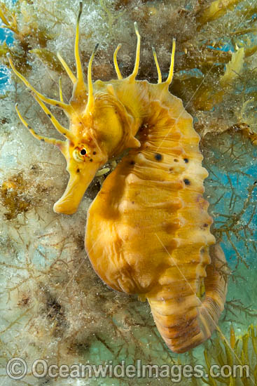 Southern Pot-belly Seahorse photo Southern Pot-belly Seahorse photo