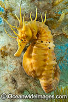 Southern Pot-belly Seahorse Photo - Gary Bell