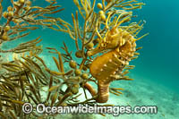 Southern Pot-belly Seahorse Photo - Gary Bell