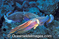Giant Cuttlefish rivalling males Photo - Gary Bell