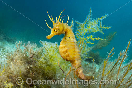 Southern Pot-belly Seahorse photo Southern Pot-belly Seahorse photo