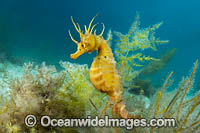 Southern Pot-belly Seahorse Photo - Gary Bell