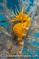 Southern Pot-belly Seahorse Photo - Gary Bell