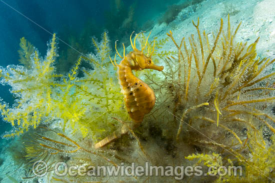 Southern Pot-belly Seahorse photo Southern Pot-belly Seahorse photo
