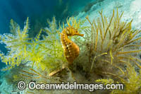 Southern Pot-belly Seahorse Photo - Gary Bell