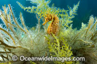 Southern Pot-belly Seahorse Photo - Gary Bell