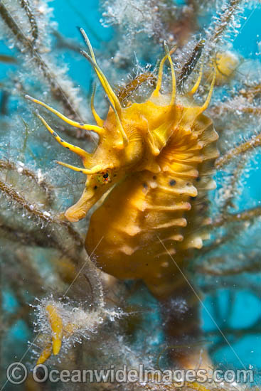 Southern Pot-belly Seahorse photo Southern Pot-belly Seahorse photo