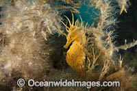 Southern Pot-belly Seahorse Photo - Gary Bell