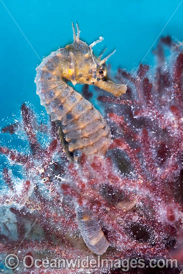Southern Pot-belly Seahorse photo Southern Pot-belly Seahorse photo