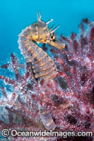 Southern Pot-belly Seahorse Photo - Gary Bell