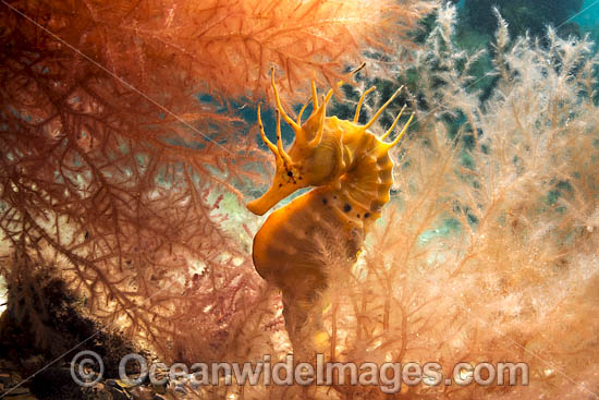 Southern Pot-belly Seahorse photo Southern Pot-belly Seahorse photo