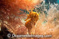Southern Pot-belly Seahorse Photo - Gary Bell