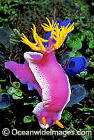 Pink Dorid Nudibranch Chromodoris bullocki Photo - Gary Bell