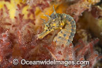 Southern Pot-belly Seahorse Photo - Gary Bell