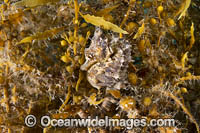 Southern Pot-belly Seahorse Photo - Gary Bell