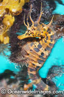 Southern Pot-belly Seahorse Photo - Gary Bell