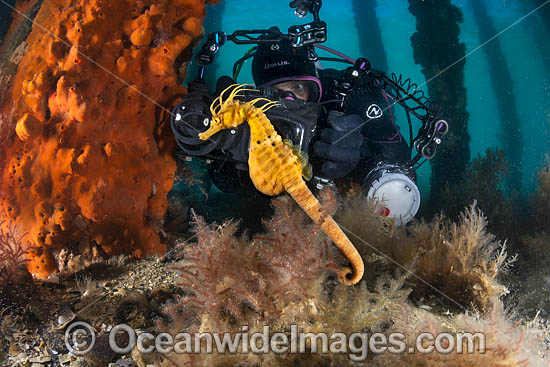 Diver photographing Pot-belly Seahorse photo Diver photographing Pot-belly Seahorse photo