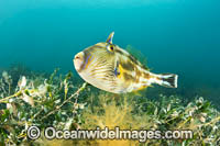 Six-spine Leatherjacket Photo - Gary Bell