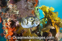 Porcupinefish Photo - Gary Bell