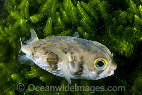 Porcupinefish Port Phillip Bay photo Porcupinefish Port Phillip Bay photo