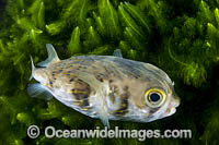 Porcupinefish Port Phillip Bay Photo - Gary Bell