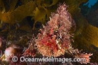 Tasselled Anglerfish Victoria Photo - Gary Bell
