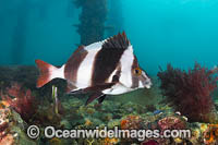 Magpie Perch Photo - Gary Bell