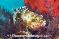 Blue-throated Wrasse Photo - Gary Bell