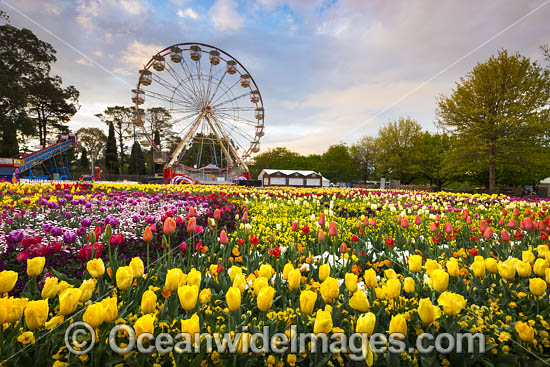 Floriade Festival photo Floriade Festival photo