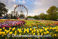Floriade Festival Photo - Gary Bell