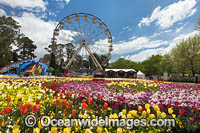 Floriade Festival Photo - Gary Bell