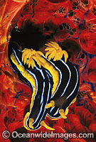 Nudibranch Chromodoris kuiteri Photo - Gary Bell