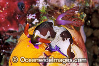 Nudibranch Nembrotha rutilans Photo - Gary Bell